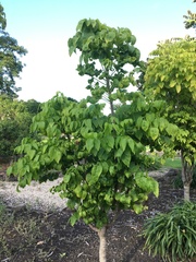 Polyscias sandwicensis