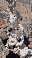 Presliophytum sessiliflorum