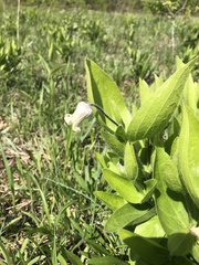 Clematis fremontii