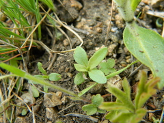 Silene spaldingii