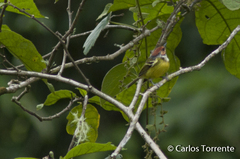 Poecilotriccus ruficeps