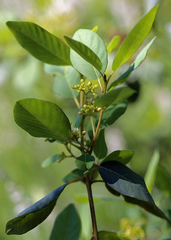 Frangula californica californica