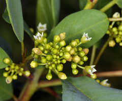 Frangula californica californica