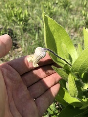 Clematis fremontii