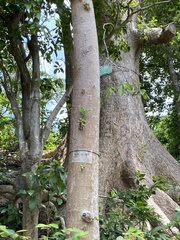 Ficus