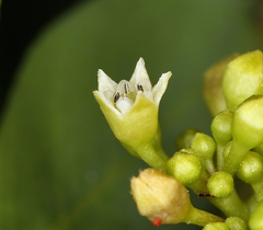Frangula californica californica