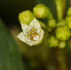 Frangula californica californica