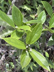 Viburnum sempervirens