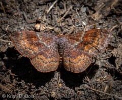 Leptostales rubromarginaria