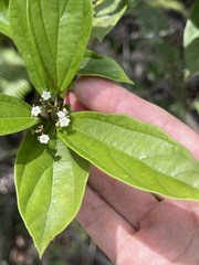 Viburnum sempervirens