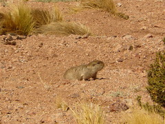 Ctenomys