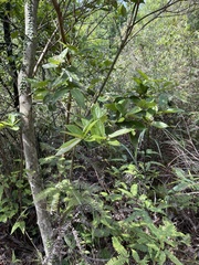 Viburnum sempervirens