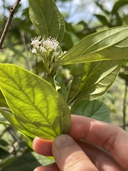 Viburnum sempervirens