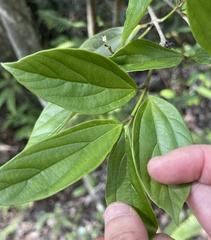 Viburnum sempervirens