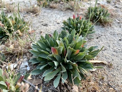 Limonium ramosissimum