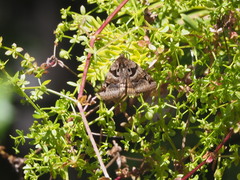 Euclidia ardita