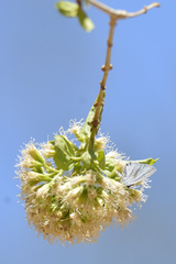 Koanophyllon albicaule