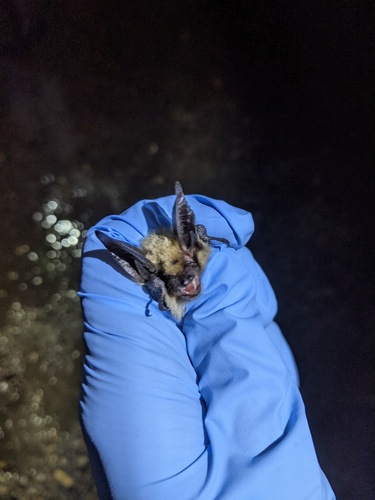 Long-eared Myotis