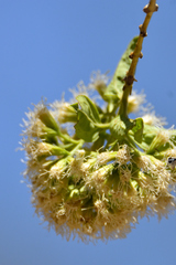 Koanophyllon albicaule