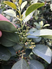 Santalum ellipticum