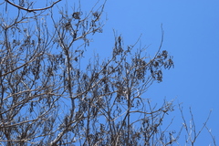 Piptadenia obliqua
