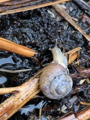 Allogona ptychophora