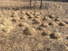 Sporobolus heterolepis