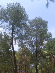 Pinus lumholtzii