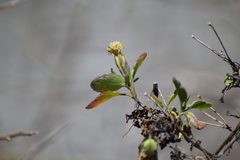 Porophyllum punctatum