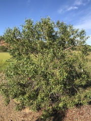 Myoporum acuminatum