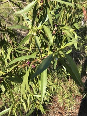 Myoporum acuminatum