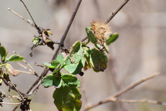 Porophyllum punctatum