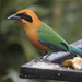 Rufous Motmot - Photo (c) Steven Easley, some rights reserved (CC BY-NC), uploaded by Steven Easley