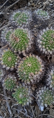 Mammillaria karwinskiana karwinskiana