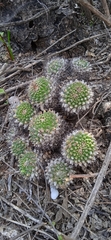 Mammillaria karwinskiana karwinskiana