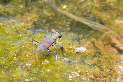 Cicindela sommeri