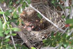 Aphelocoma woodhouseii