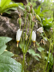 Primula meadia