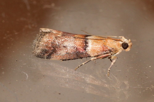 Acrobasis repandana Fabricius, 1798