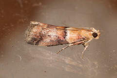 Acrobasis repandana
