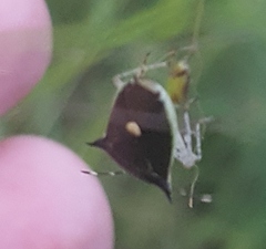 Proxys albopunctulatus