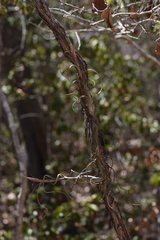 Tillandsia intermedia