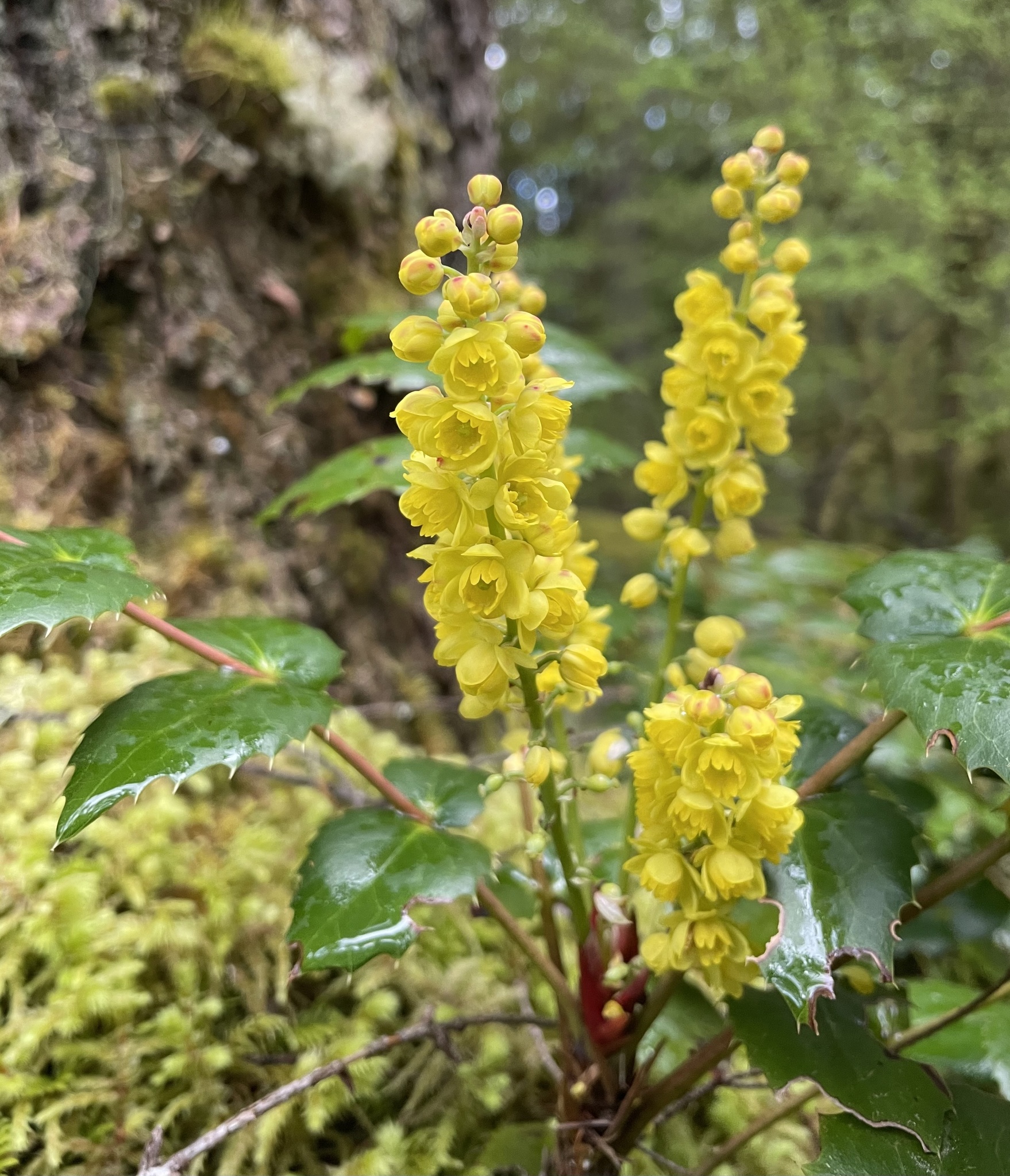 Berberis nervosa