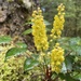 Cascade Oregon-Grape
