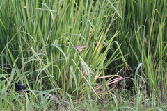 Sporophila crassirostris