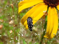 Acmaeodera ornata
