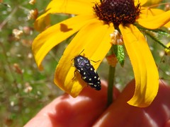 Acmaeodera ornata