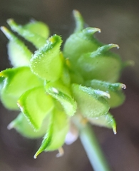 Ranunculus occidentalis occidentalis