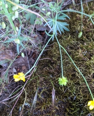 Ranunculus occidentalis occidentalis