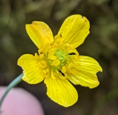 Ranunculus occidentalis occidentalis